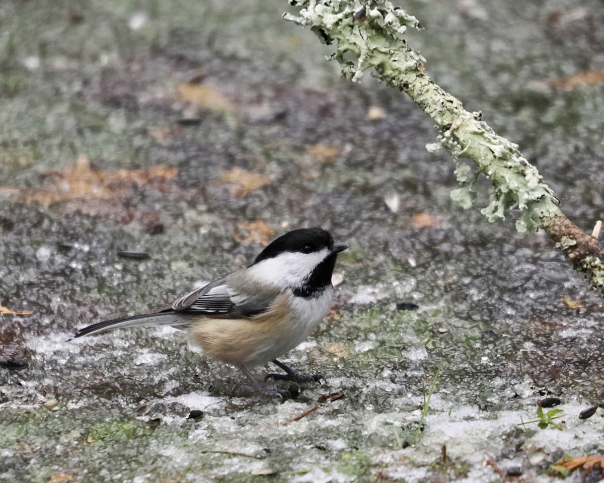 Black-capped Chickadee - ML509648121