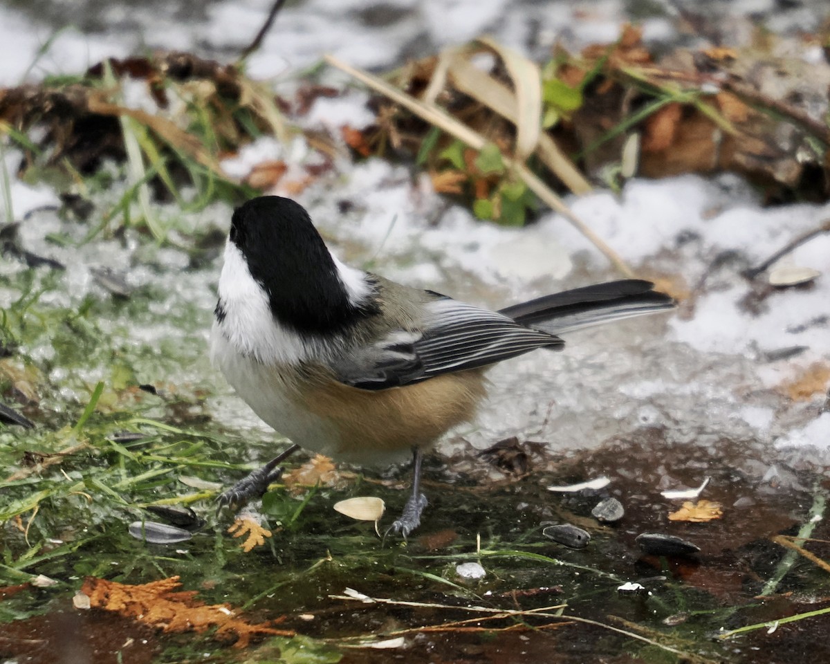 Black-capped Chickadee - ML509648291