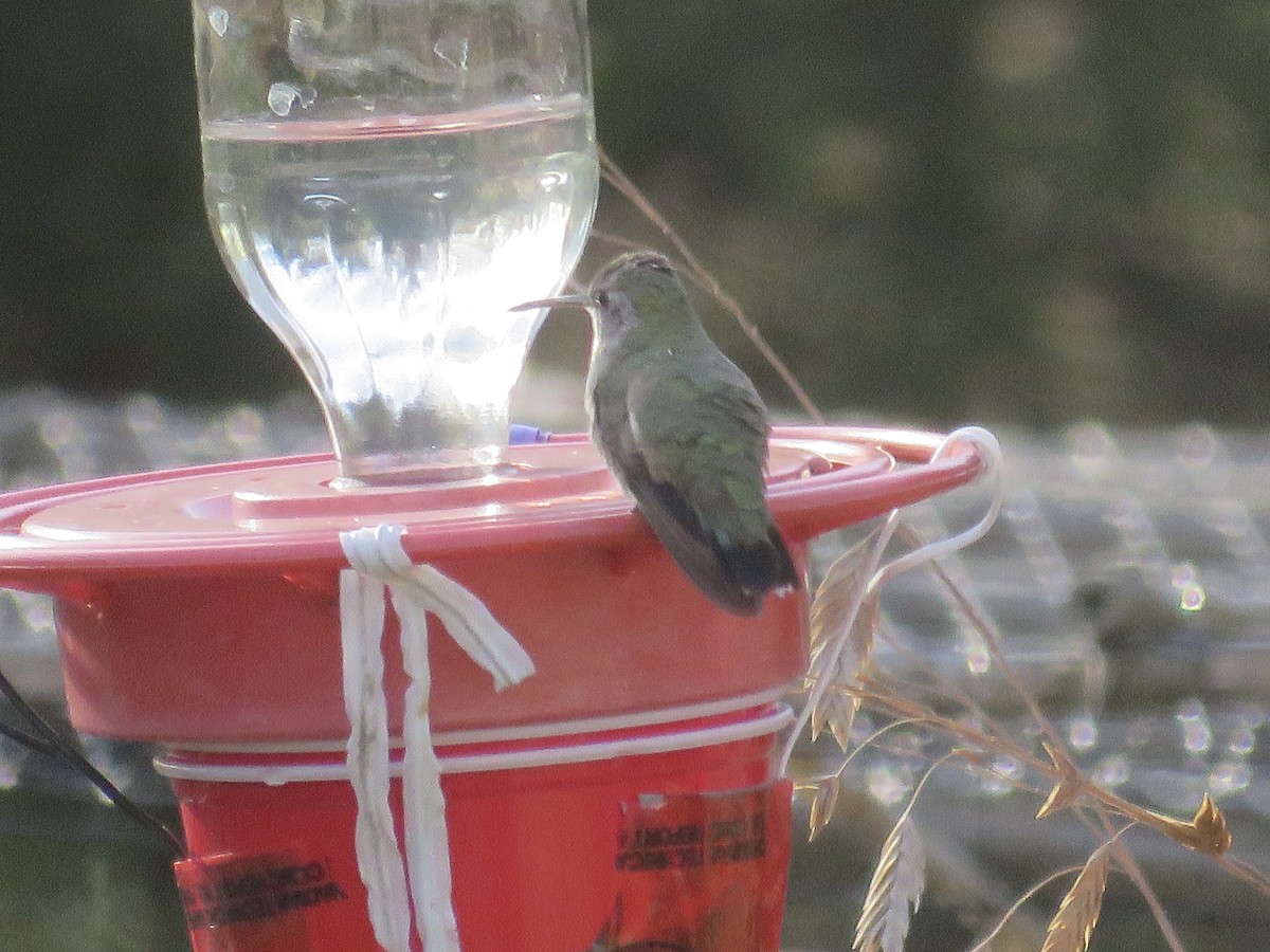 Black-chinned Hummingbird - ML509649861