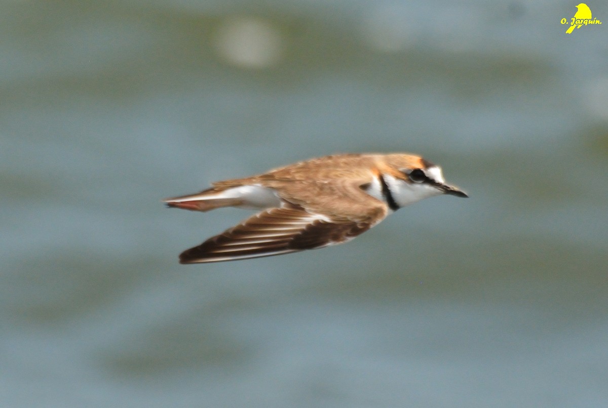 Collared Plover - ML50965141