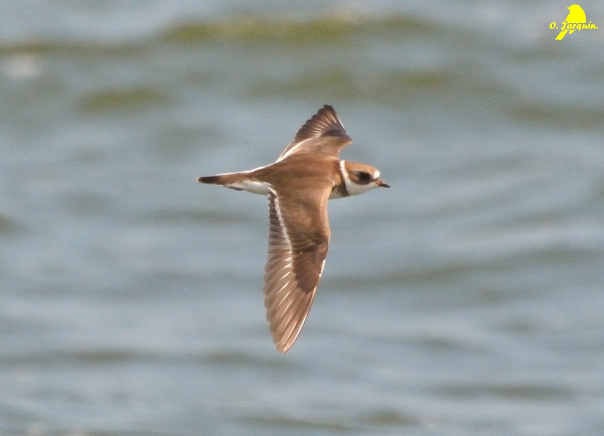Semipalmated Plover - ML50965261