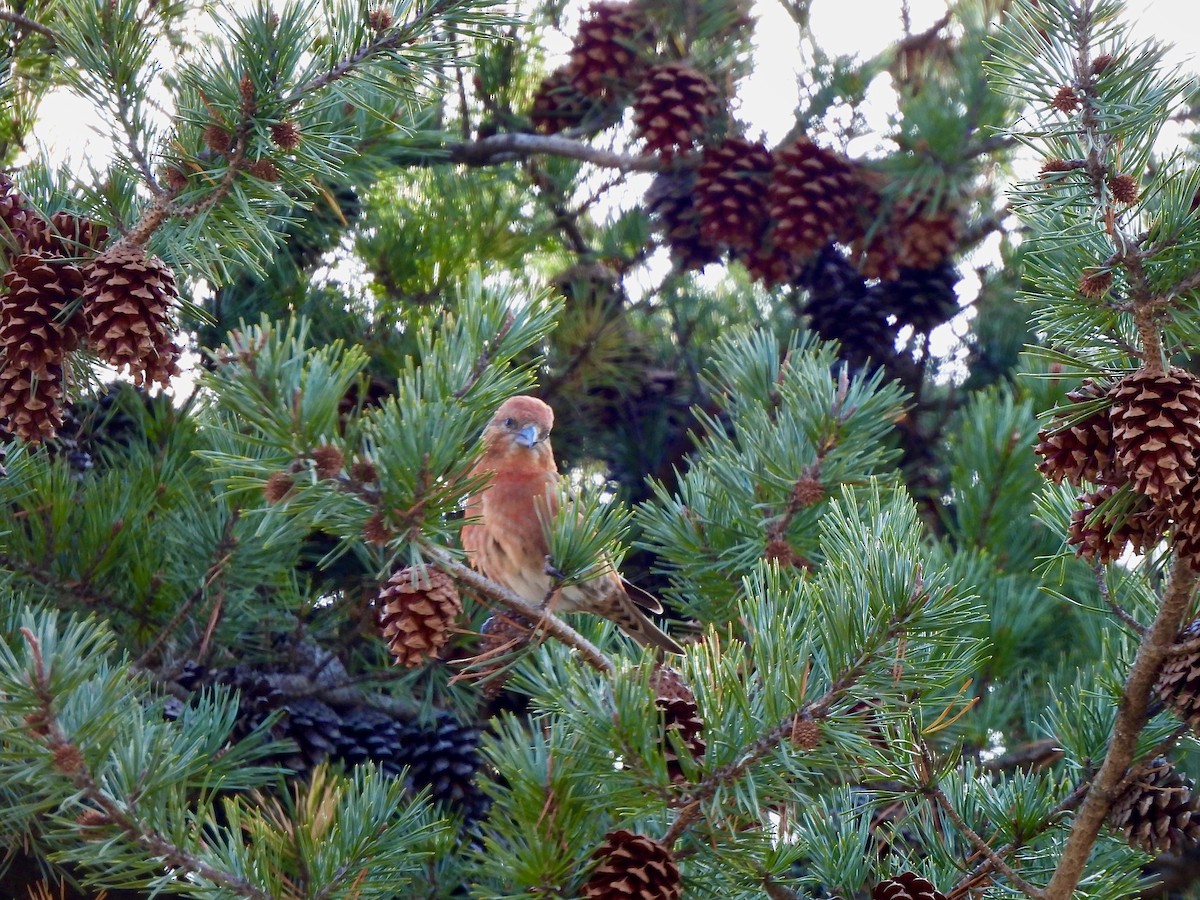 Red Crossbill - ML509654421