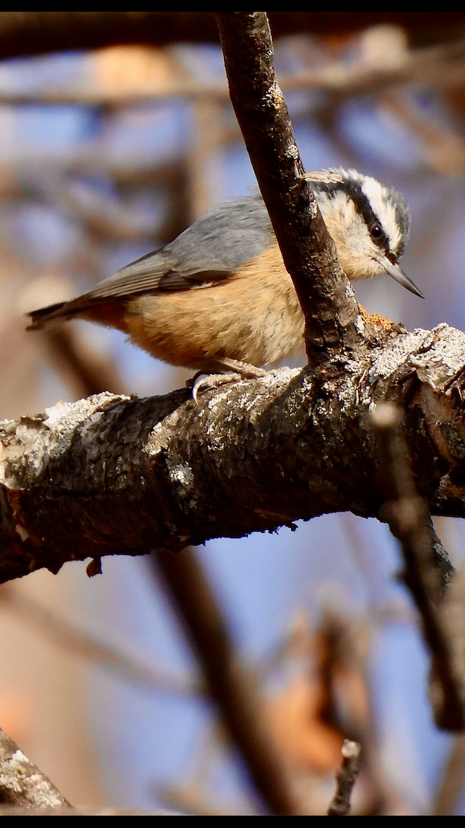 Red-breasted Nuthatch - ML509654751