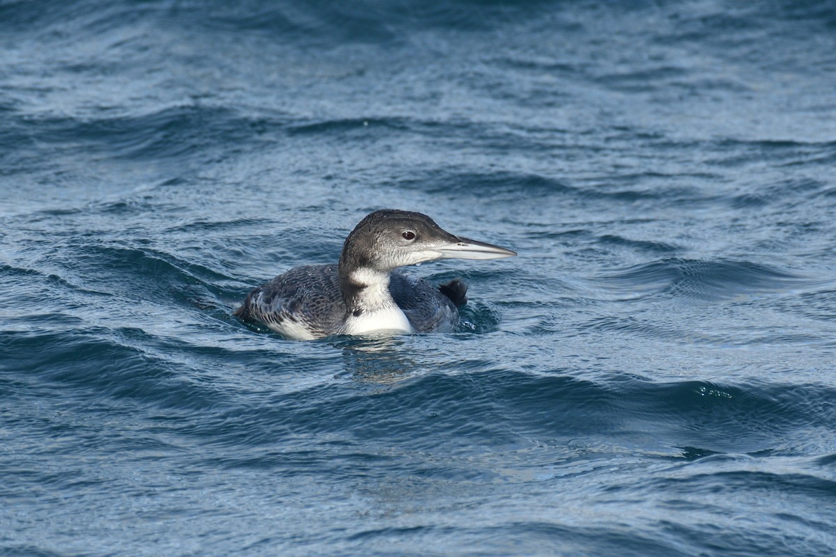 Common Loon - Jorge  Safara