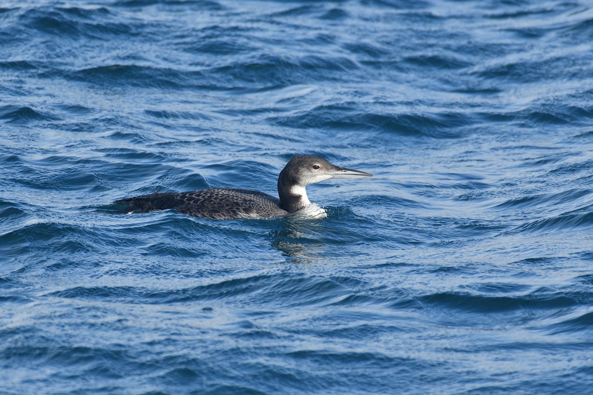 Common Loon - Jorge  Safara