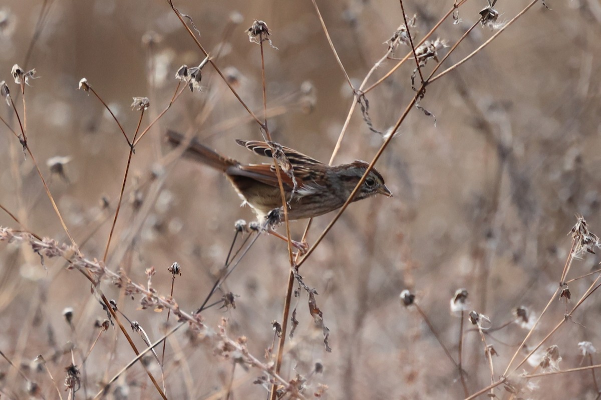 Swamp Sparrow - ML509657391