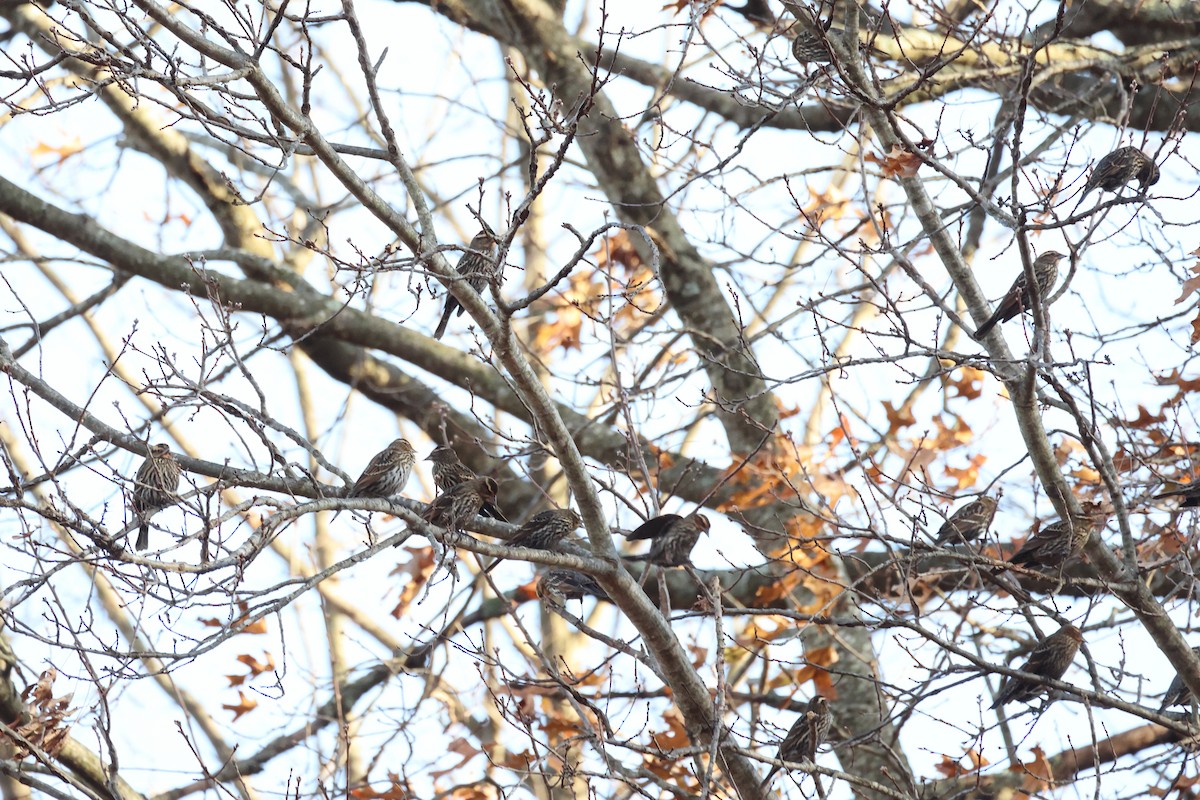 Red-winged Blackbird - ML509657461