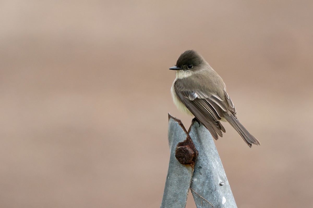 Eastern Phoebe - ML509657471