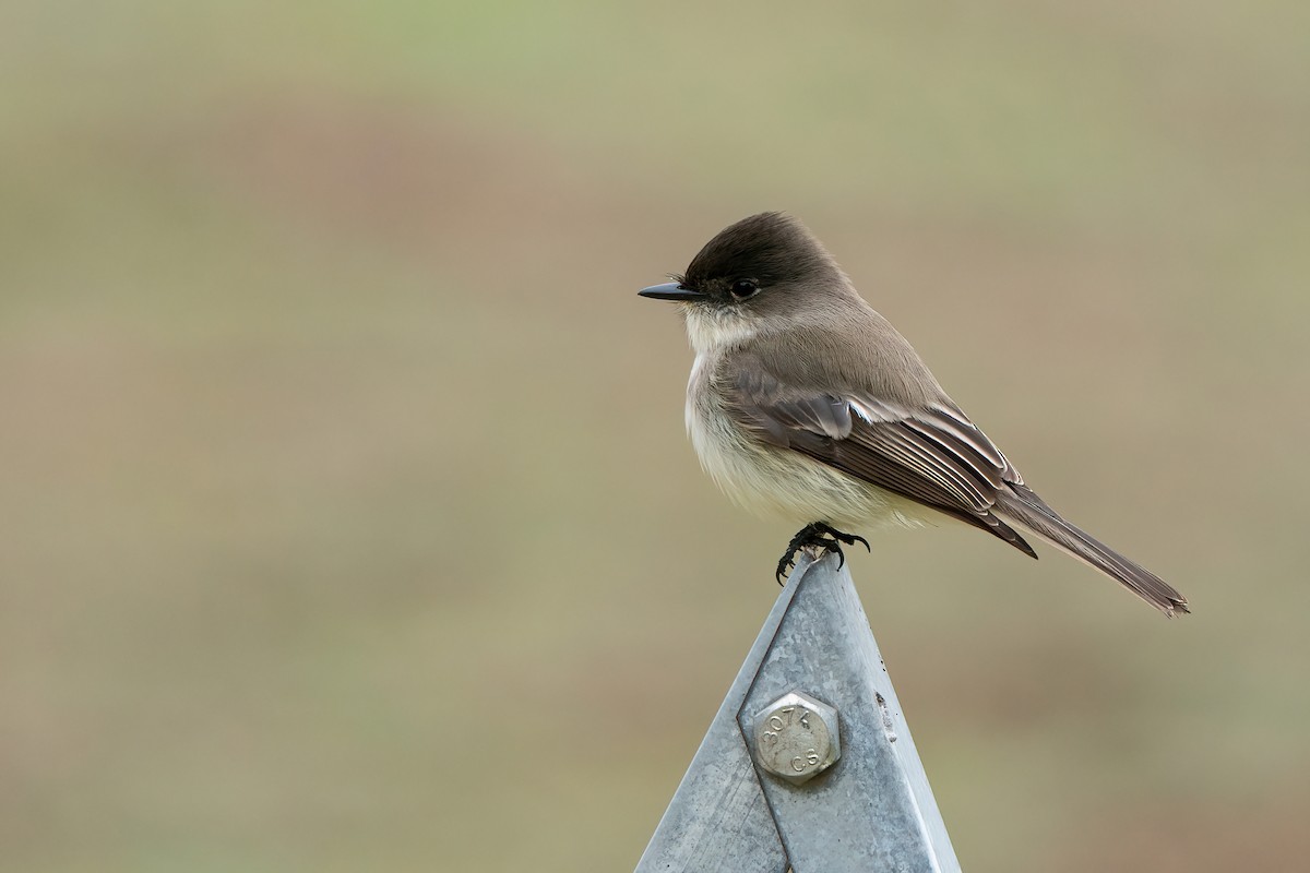 Eastern Phoebe - ML509657641