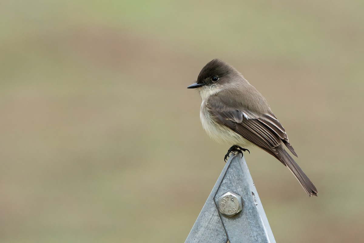 Eastern Phoebe - ML509657681