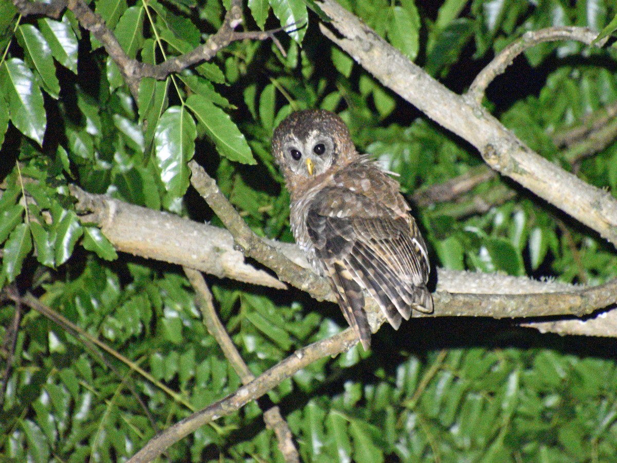 African Wood-Owl - ML509658341