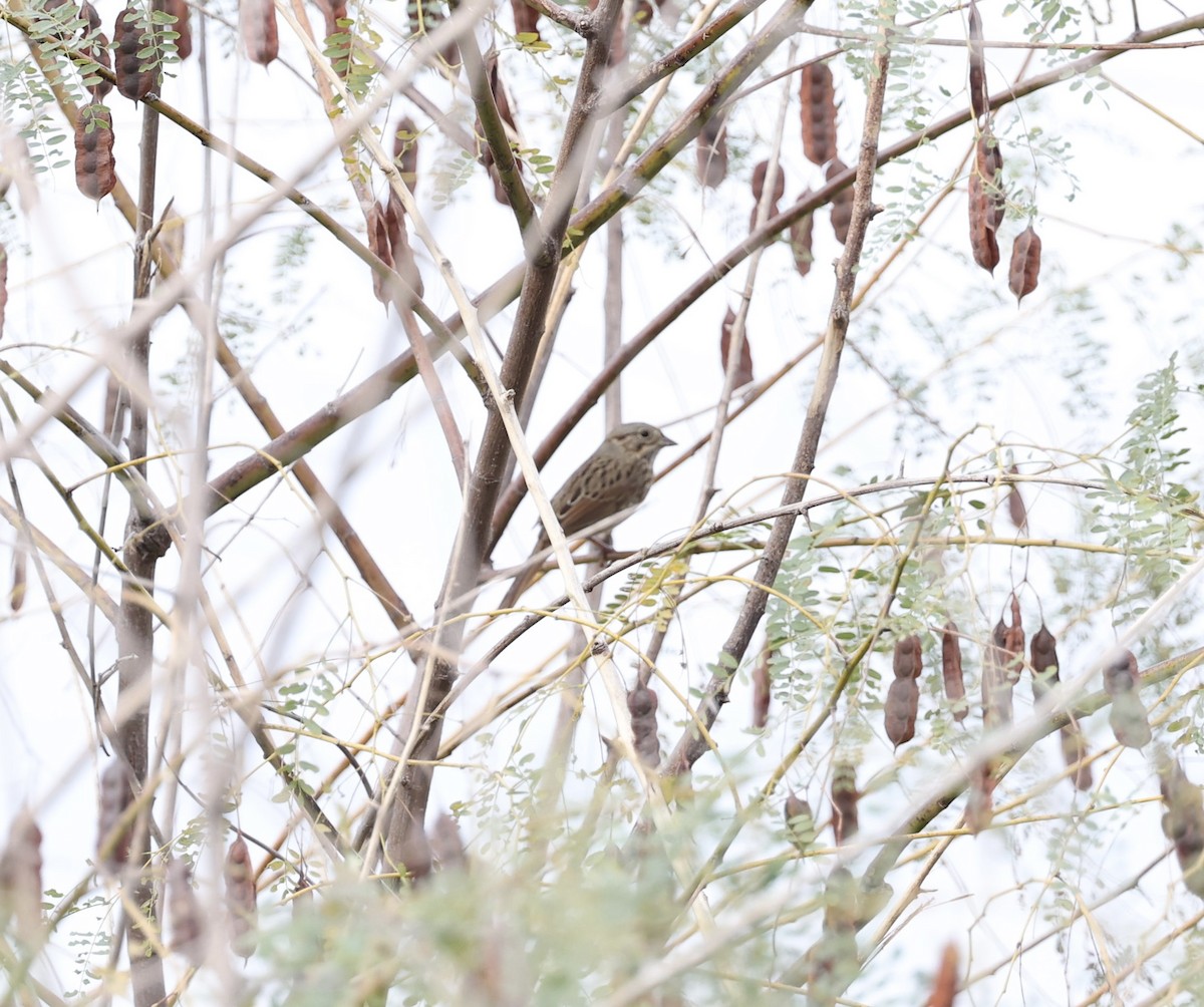 Lincoln's Sparrow - ML509658511