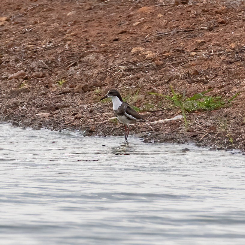 Red-kneed Dotterel - ML509658891