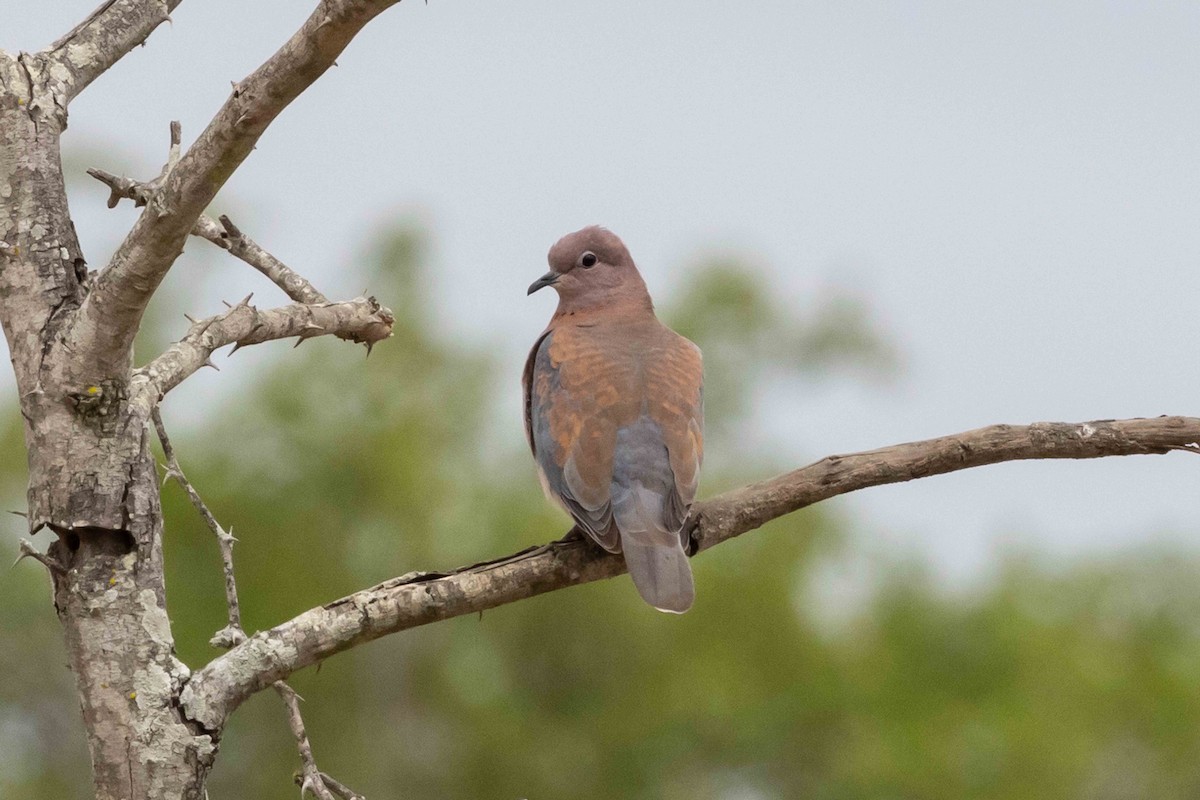 Tórtola Senegalesa - ML509660841