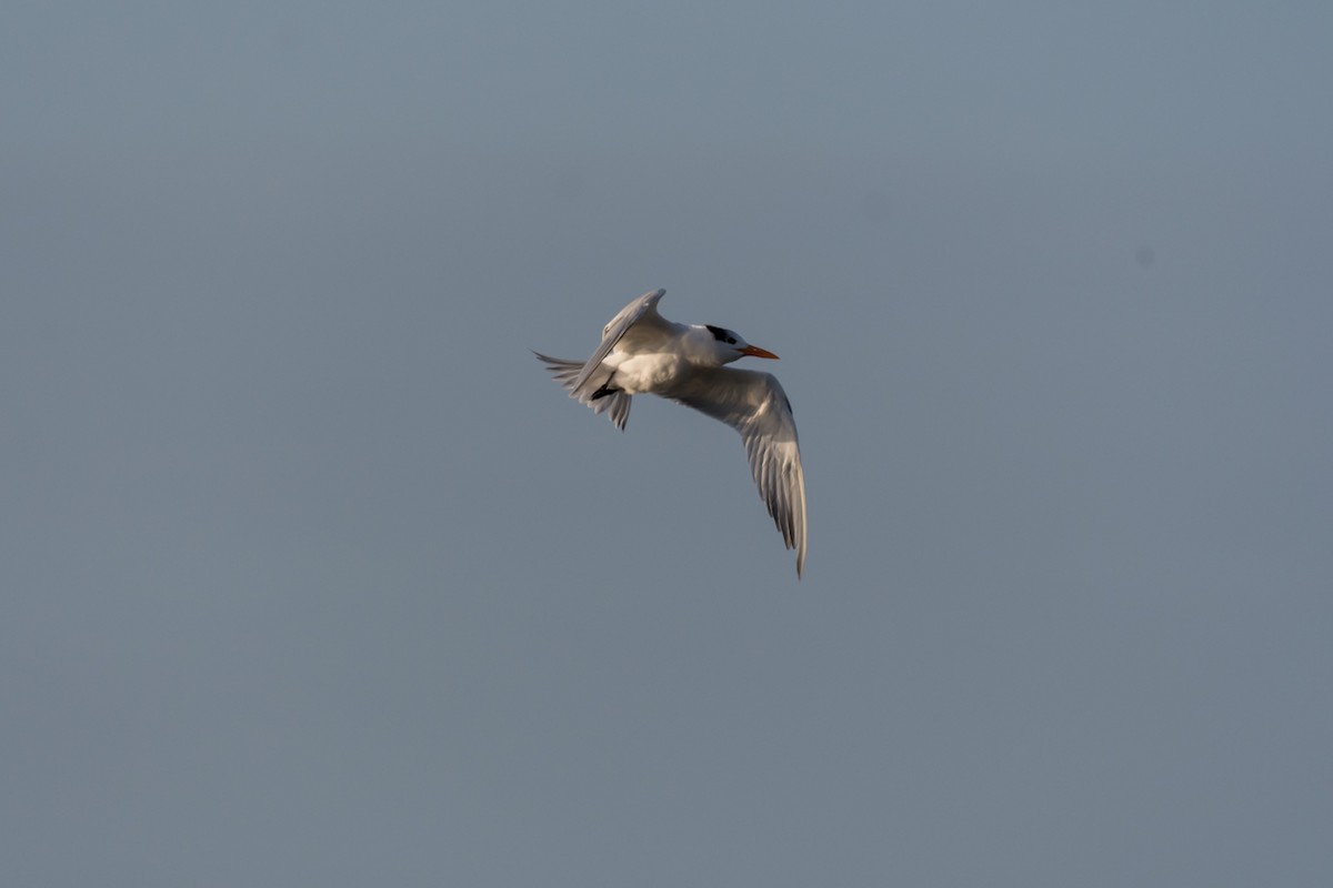 Royal Tern - ML509661231