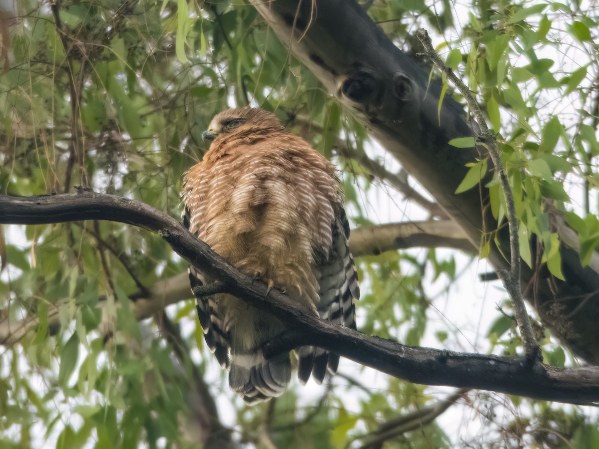 Red-shouldered Hawk - Glenn Kincaid