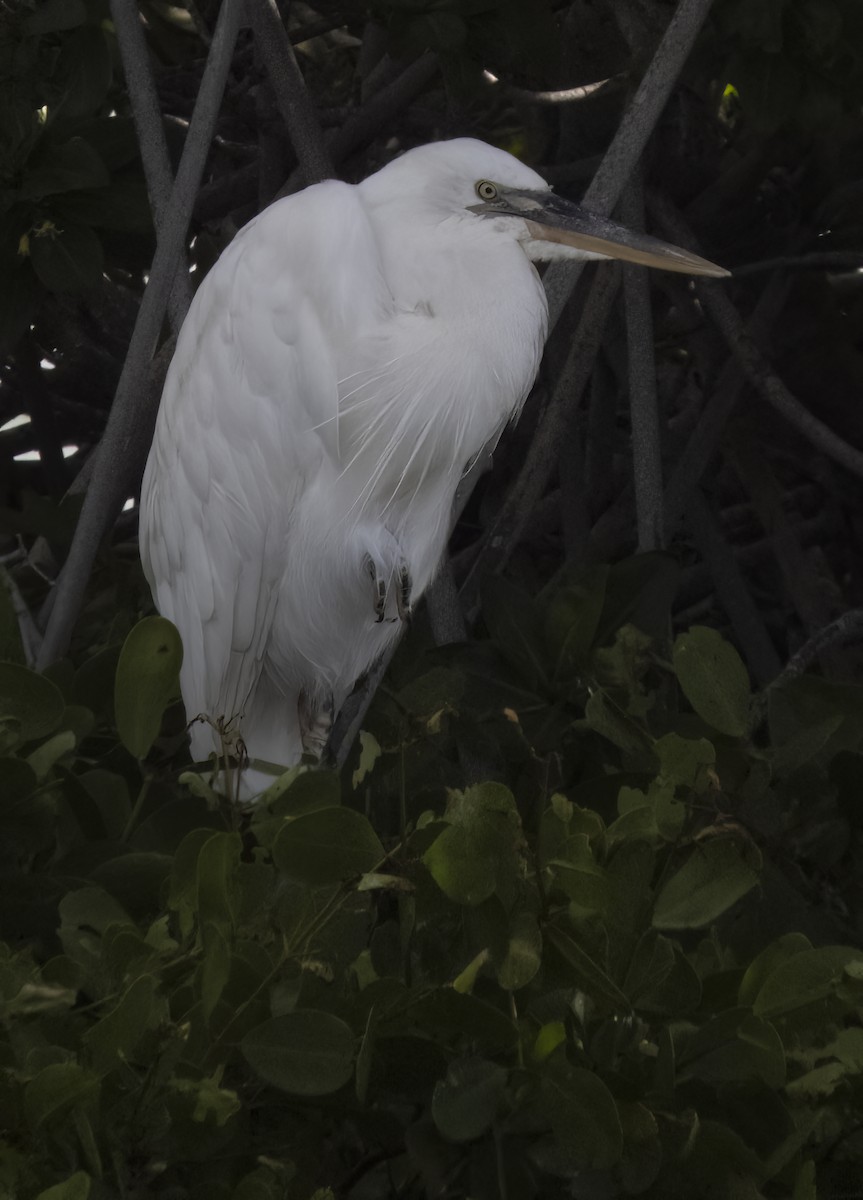 Garza Azulada (occidentalis) - ML509662371