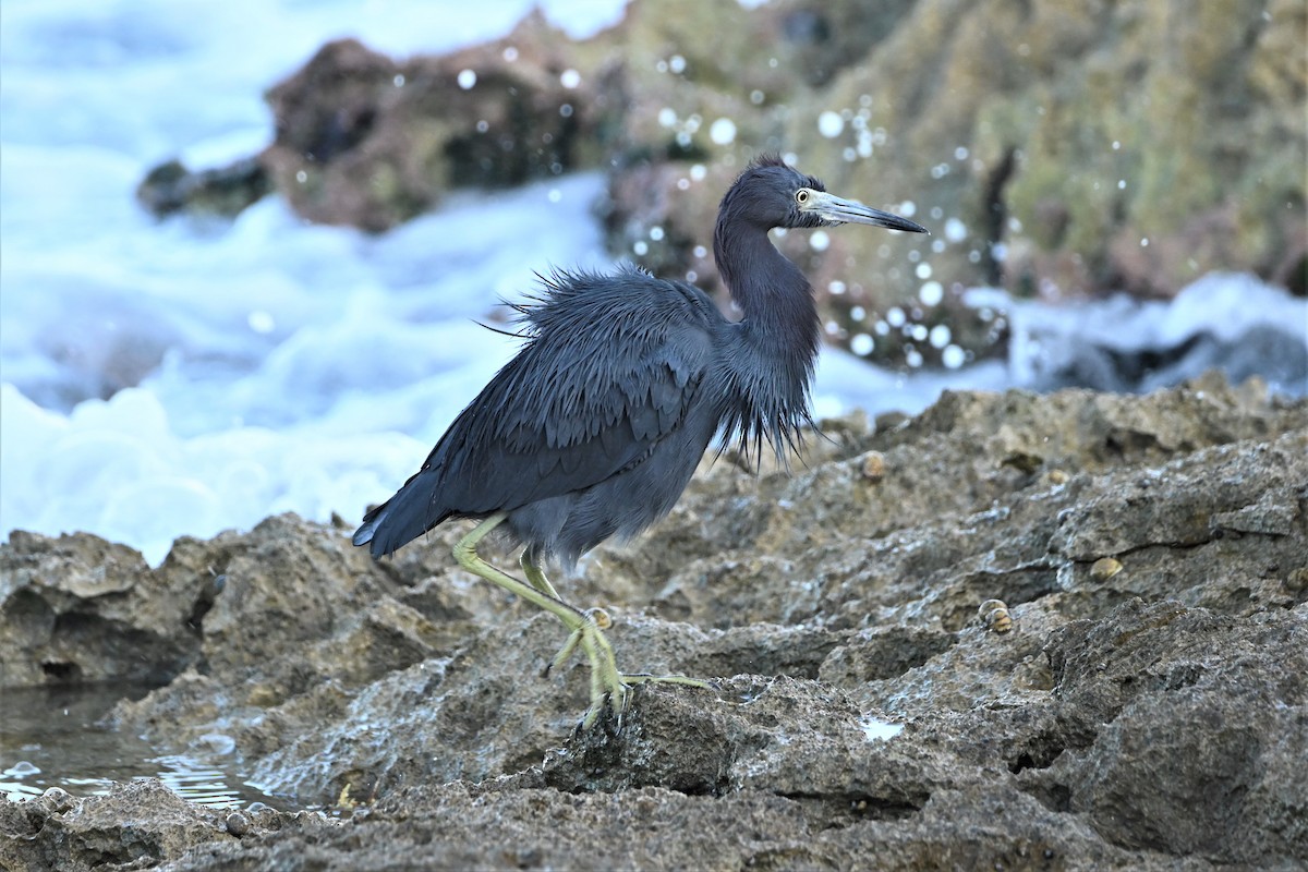 Little Blue Heron - Shelley Grant