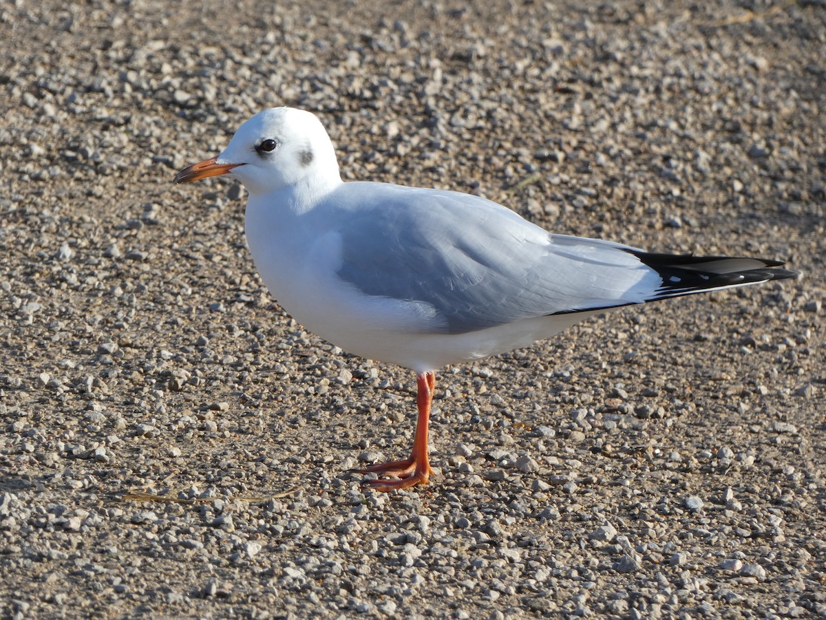 Mouette rieuse - ML509664361