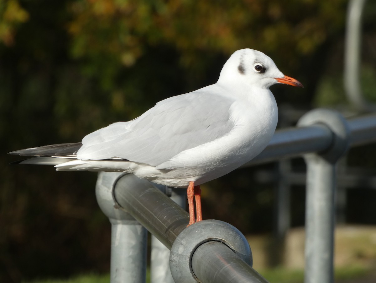 Mouette rieuse - ML509664391