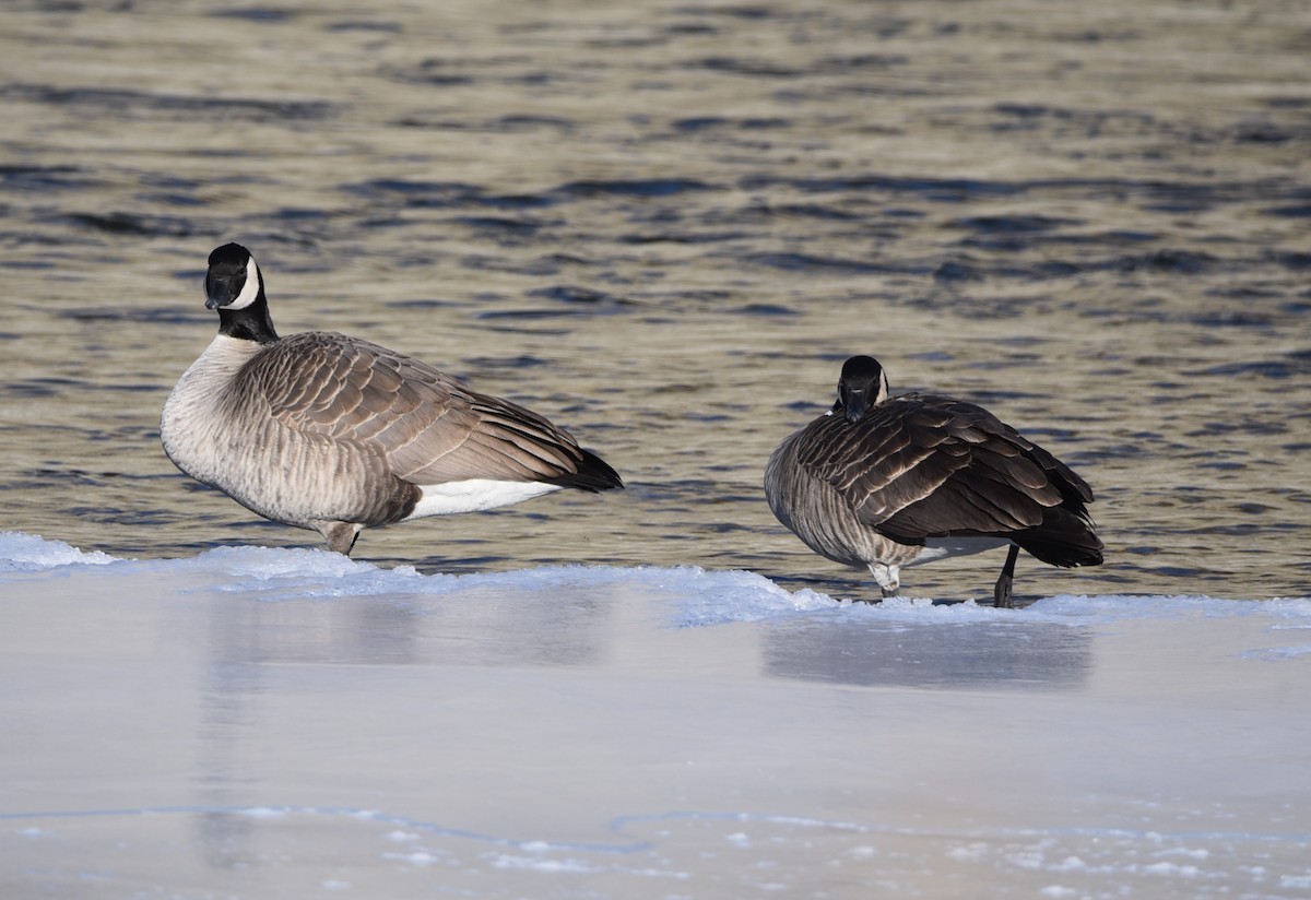 Canada Goose - ML509668781