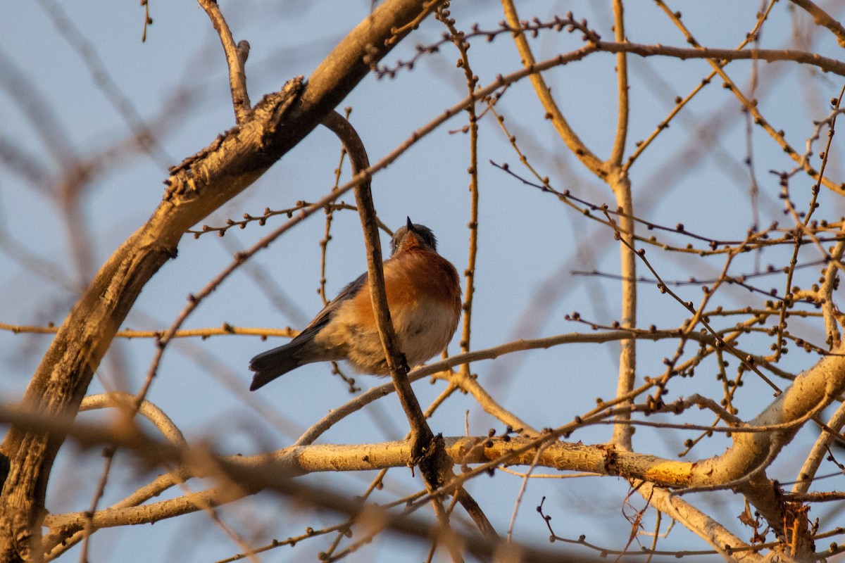 Eastern Bluebird - Michael Henao