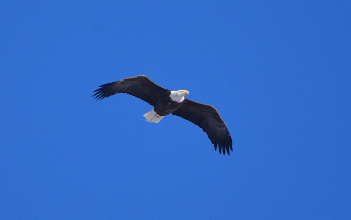 Bald Eagle - ML509669031