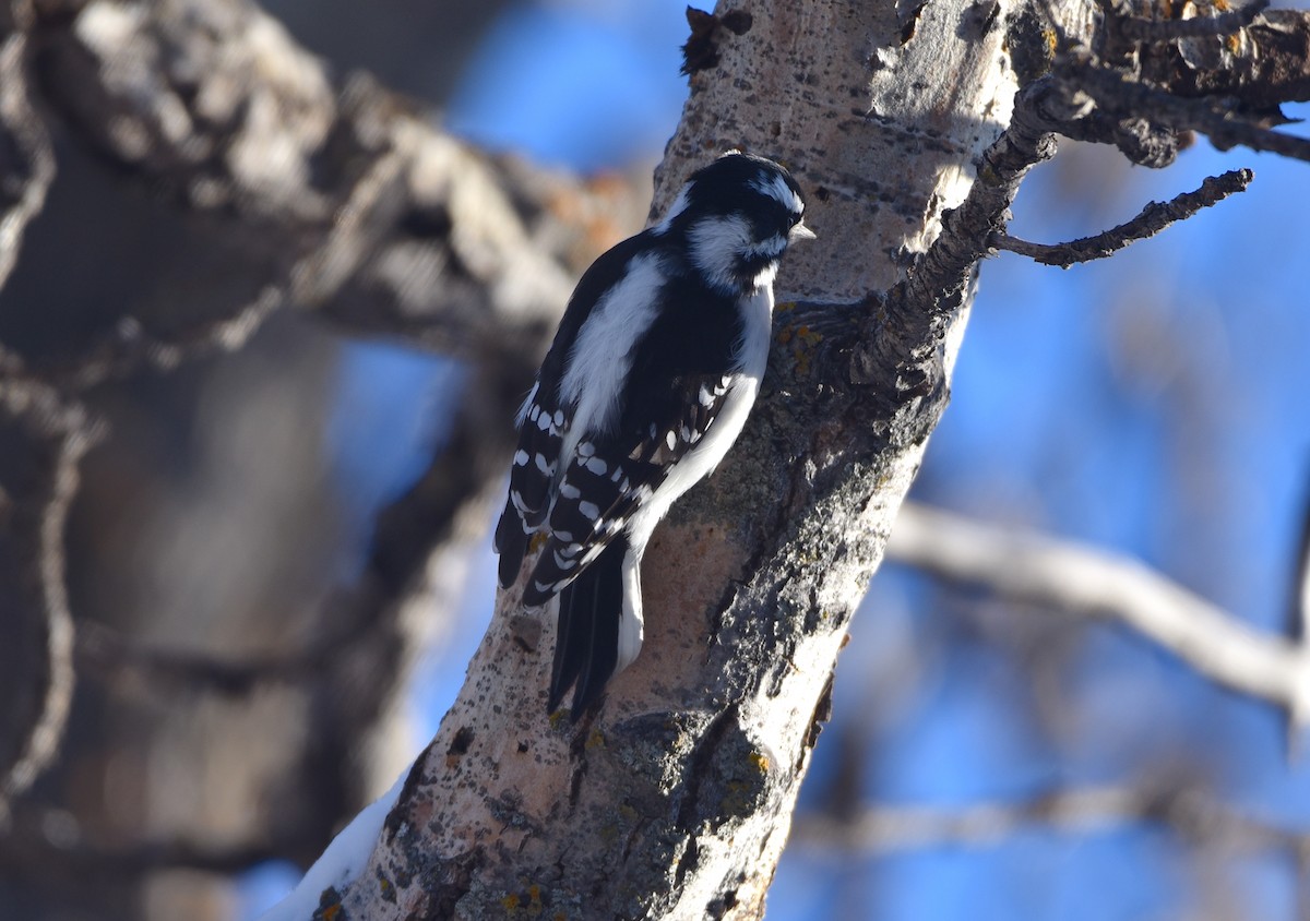 Downy Woodpecker - ML509669161