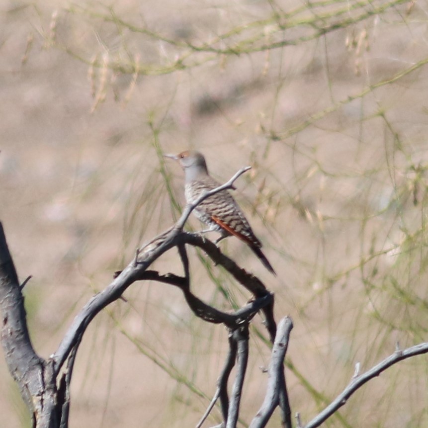 Northern Flicker (Red-shafted) - ML50966921