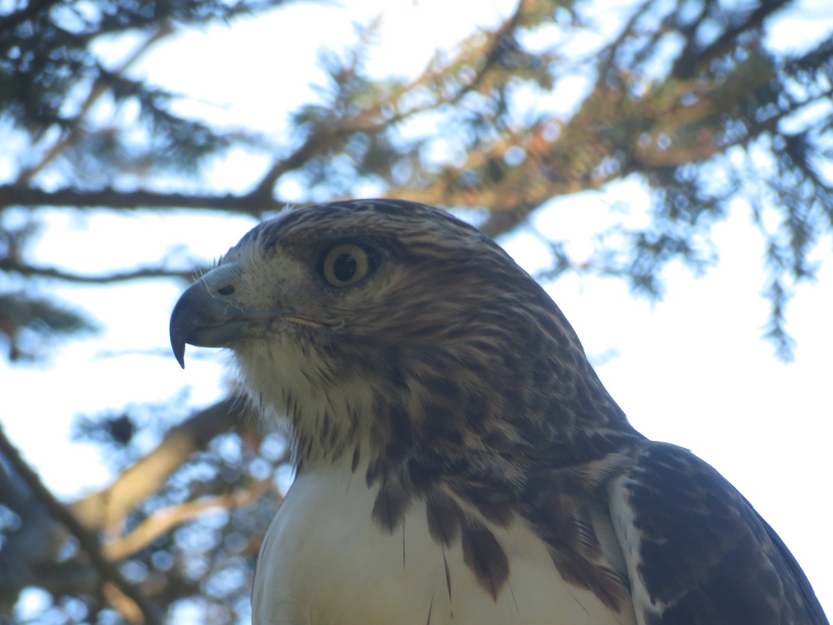 Red-tailed Hawk - ML509670871