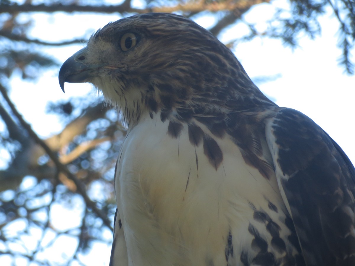 Red-tailed Hawk - ML509670881