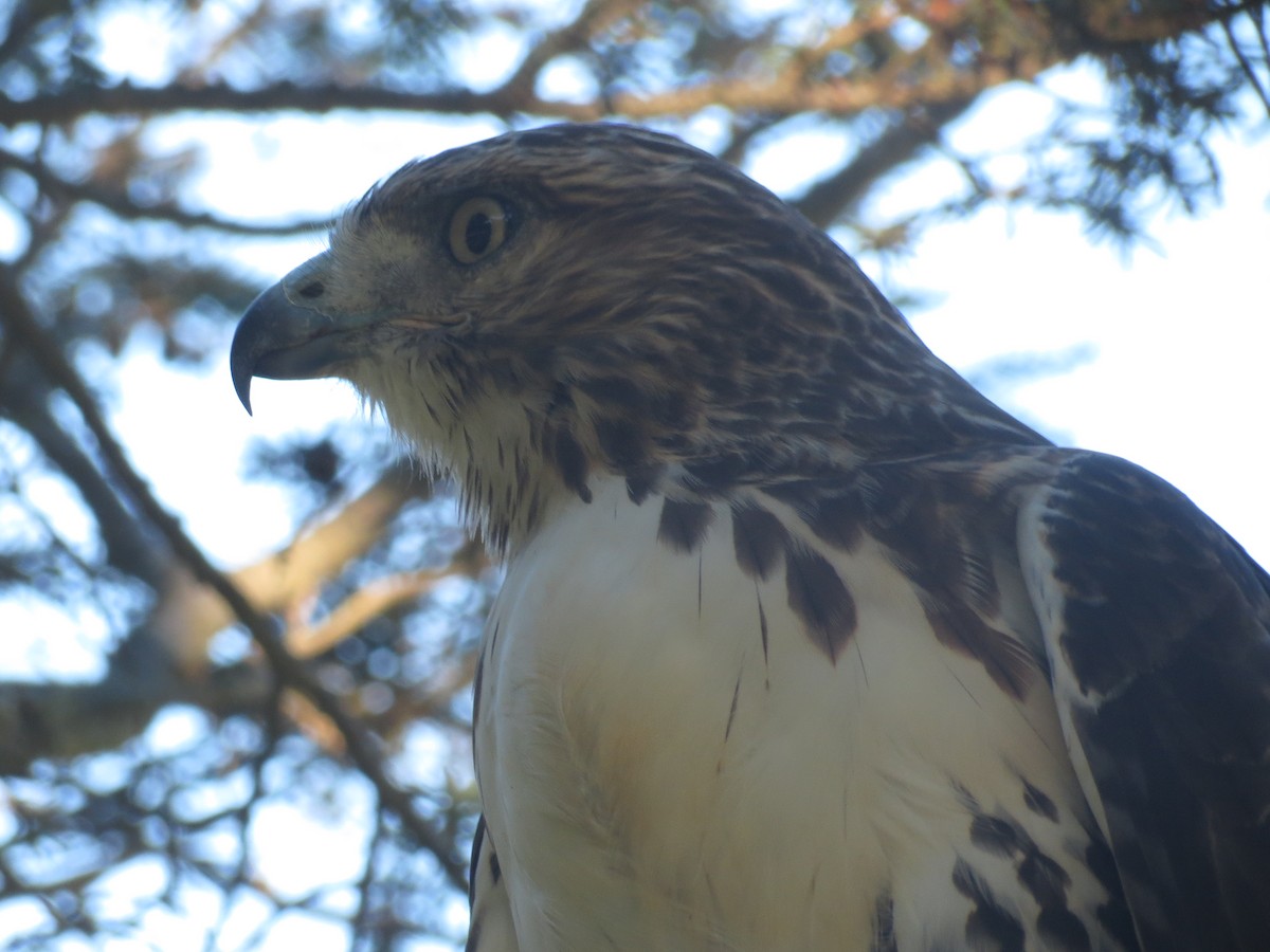 Red-tailed Hawk - ML509670891