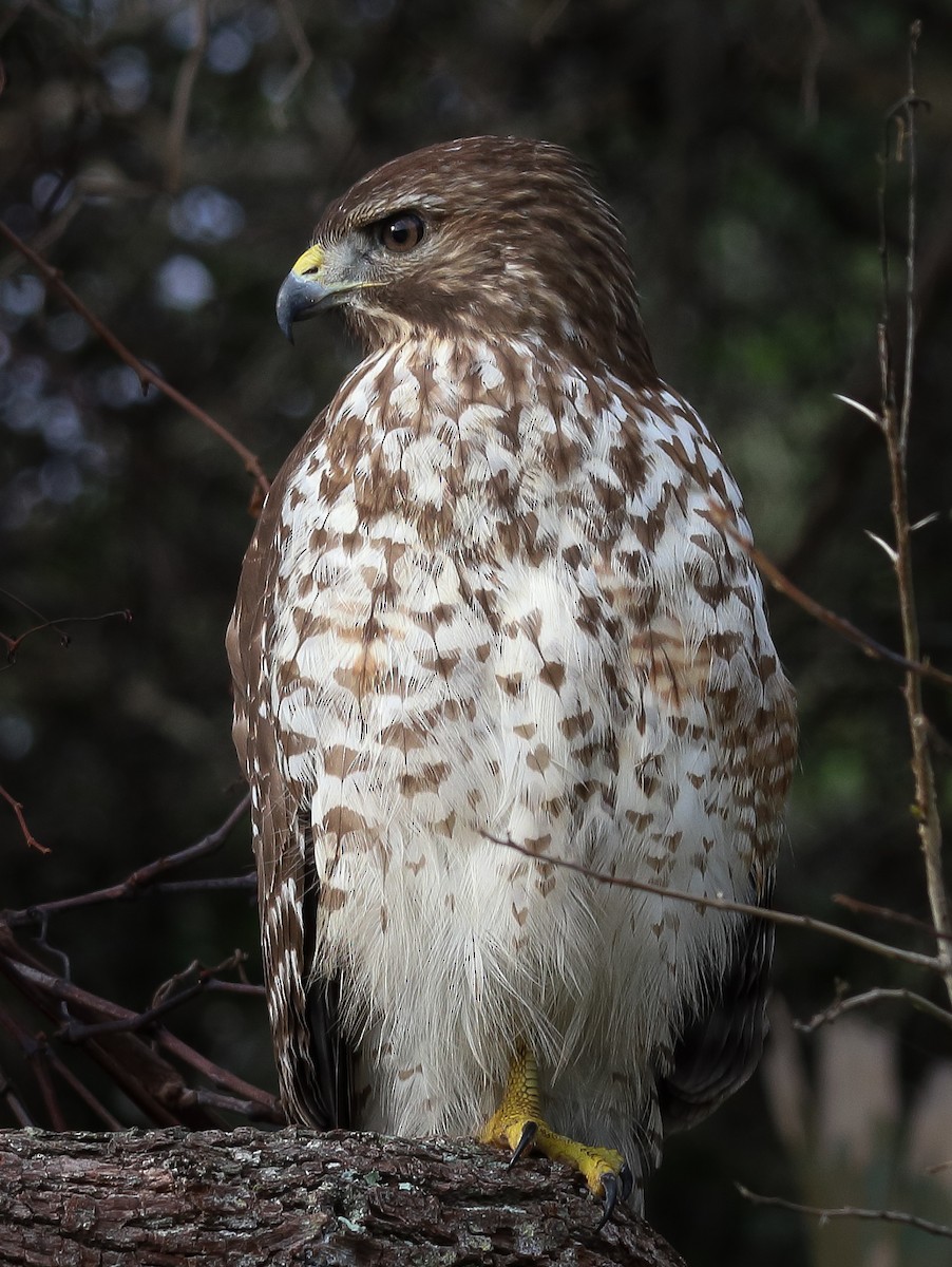 Red-shouldered Hawk - ML509671971