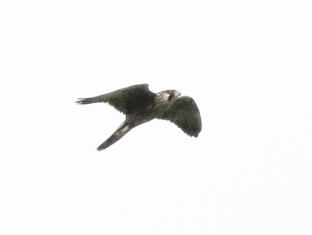 Peregrine Falcon - ML509672011