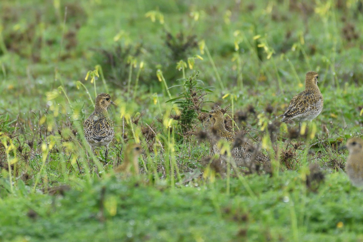 European Golden-Plover - ML509672171