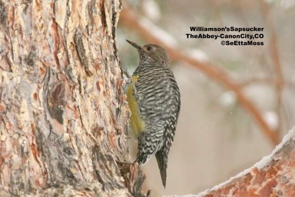 Williamson's Sapsucker - ML509673101