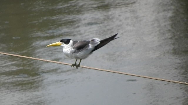 Large-billed Tern - ML509673111