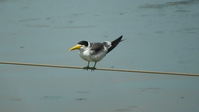 Large-billed Tern - ML509673131