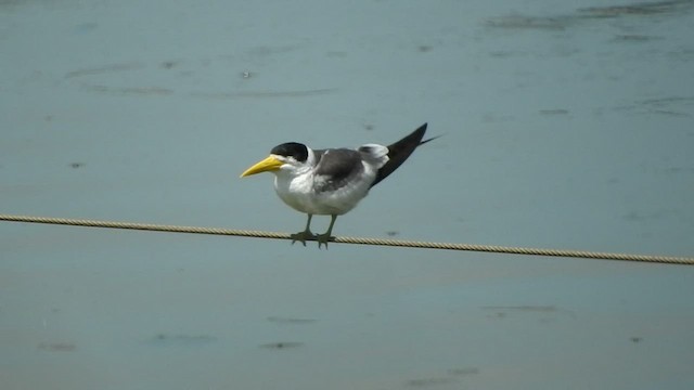 Large-billed Tern - ML509673131