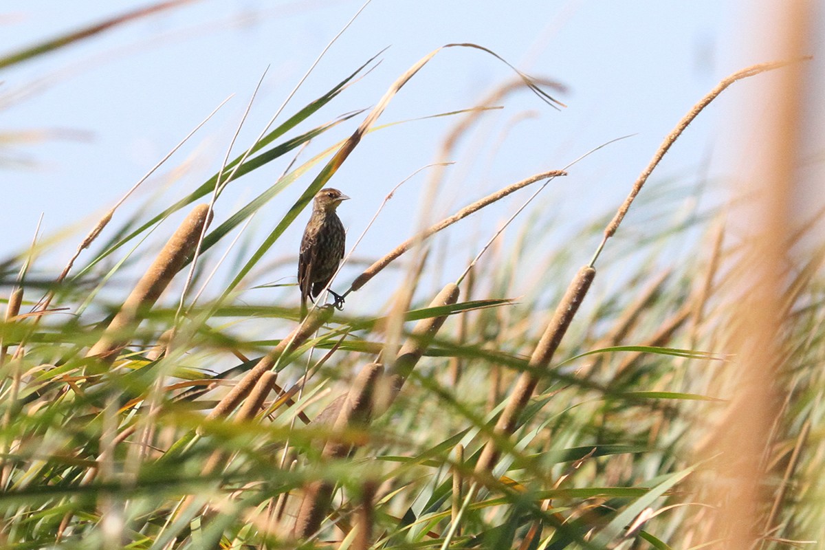 Red-winged Blackbird - Marvin Tórrez