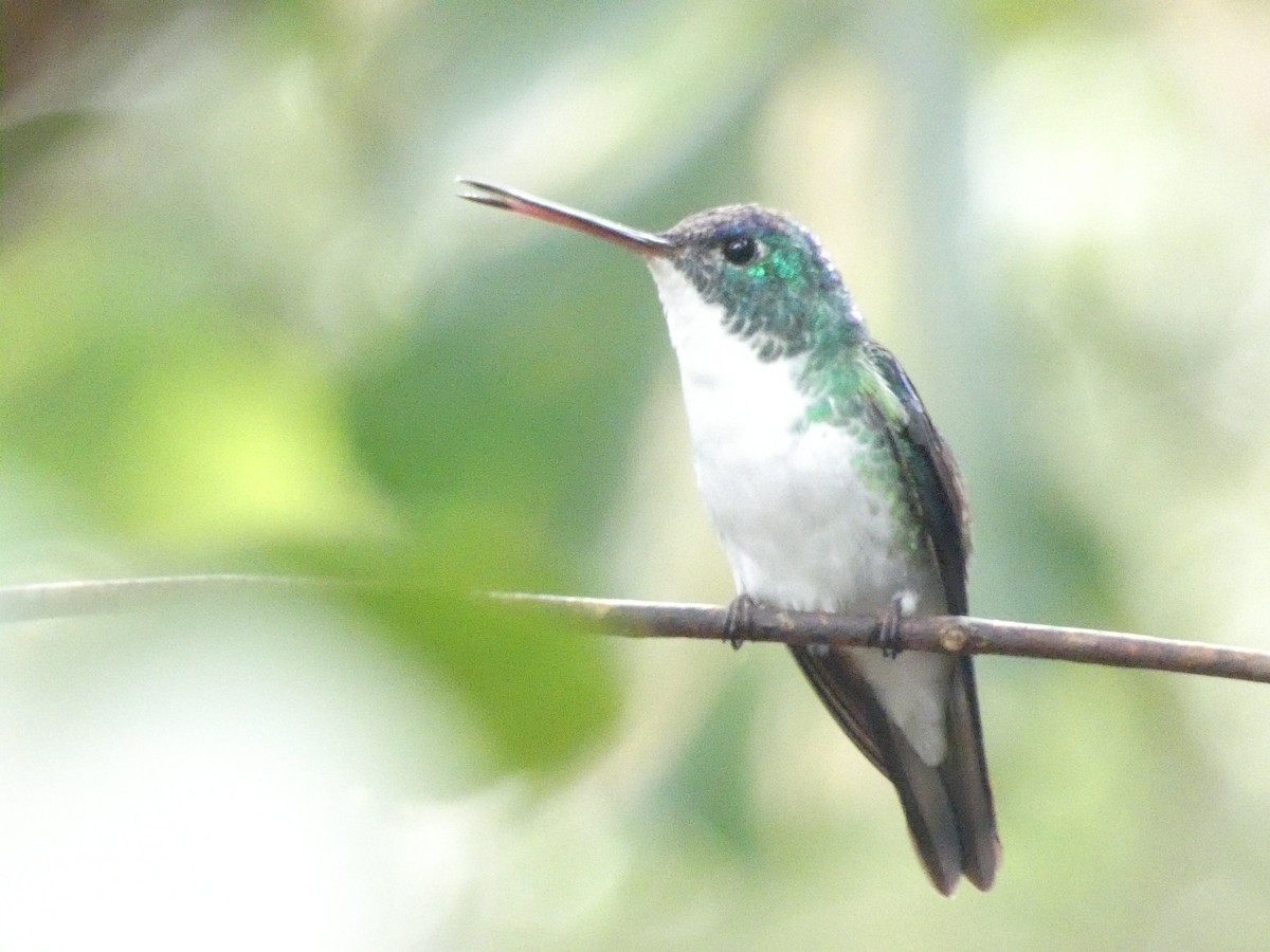 Andean Emerald - ML509676501