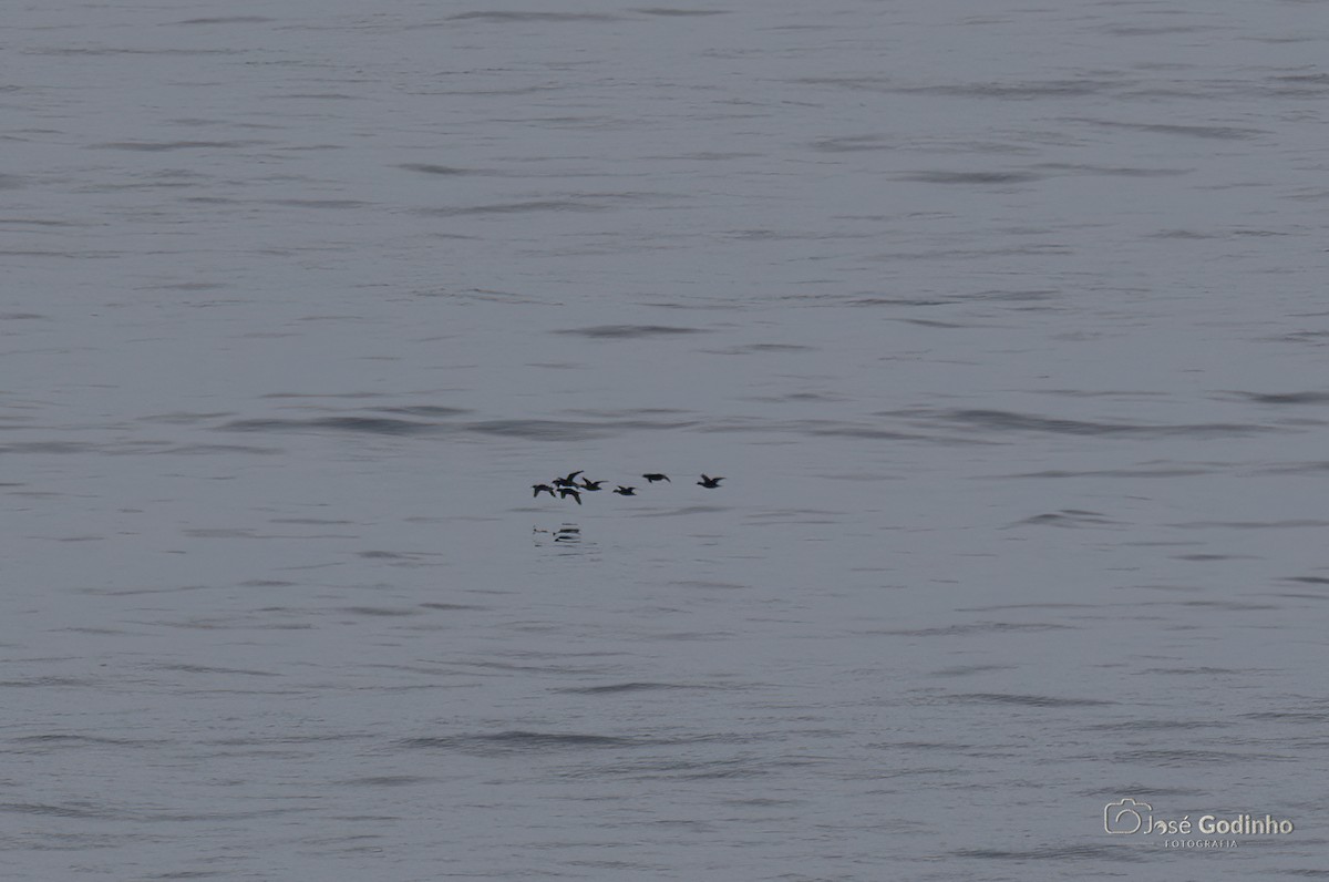 Common Scoter - José Godinho