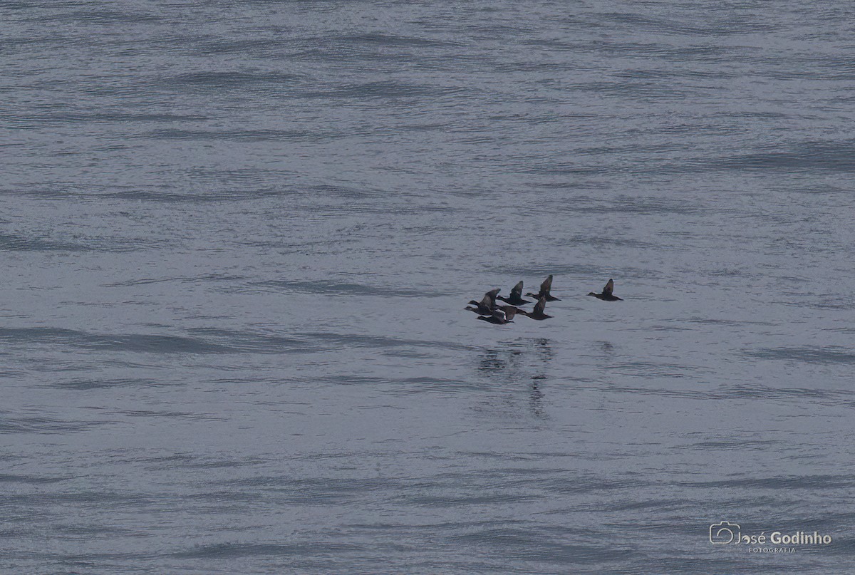 Common Scoter - José Godinho