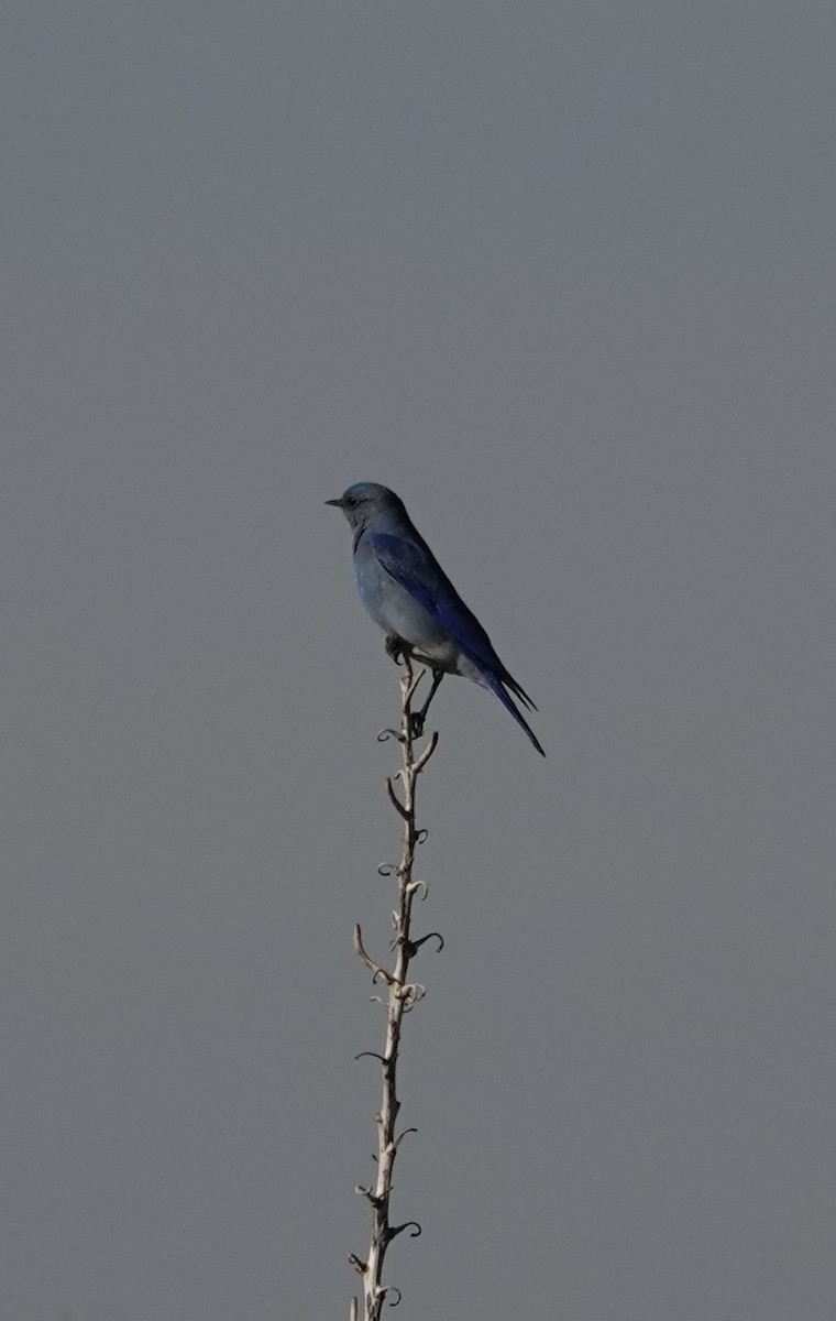 Mountain Bluebird - ML509678061