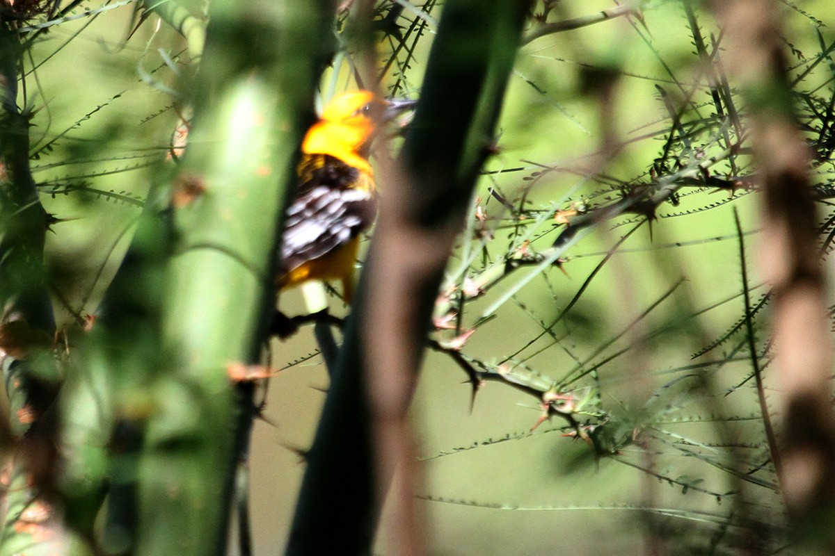 Oriole à dos rayé - ML50967851