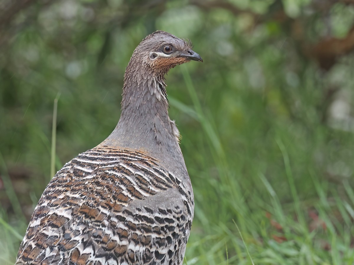 Malleefowl - Sam Woods