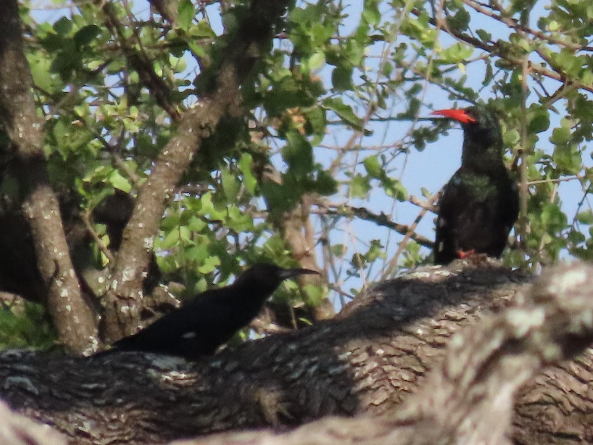 Green Woodhoopoe - Barbara Mansell