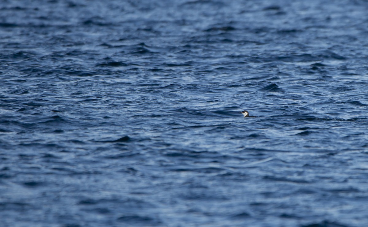 Common Murre - ML509679561