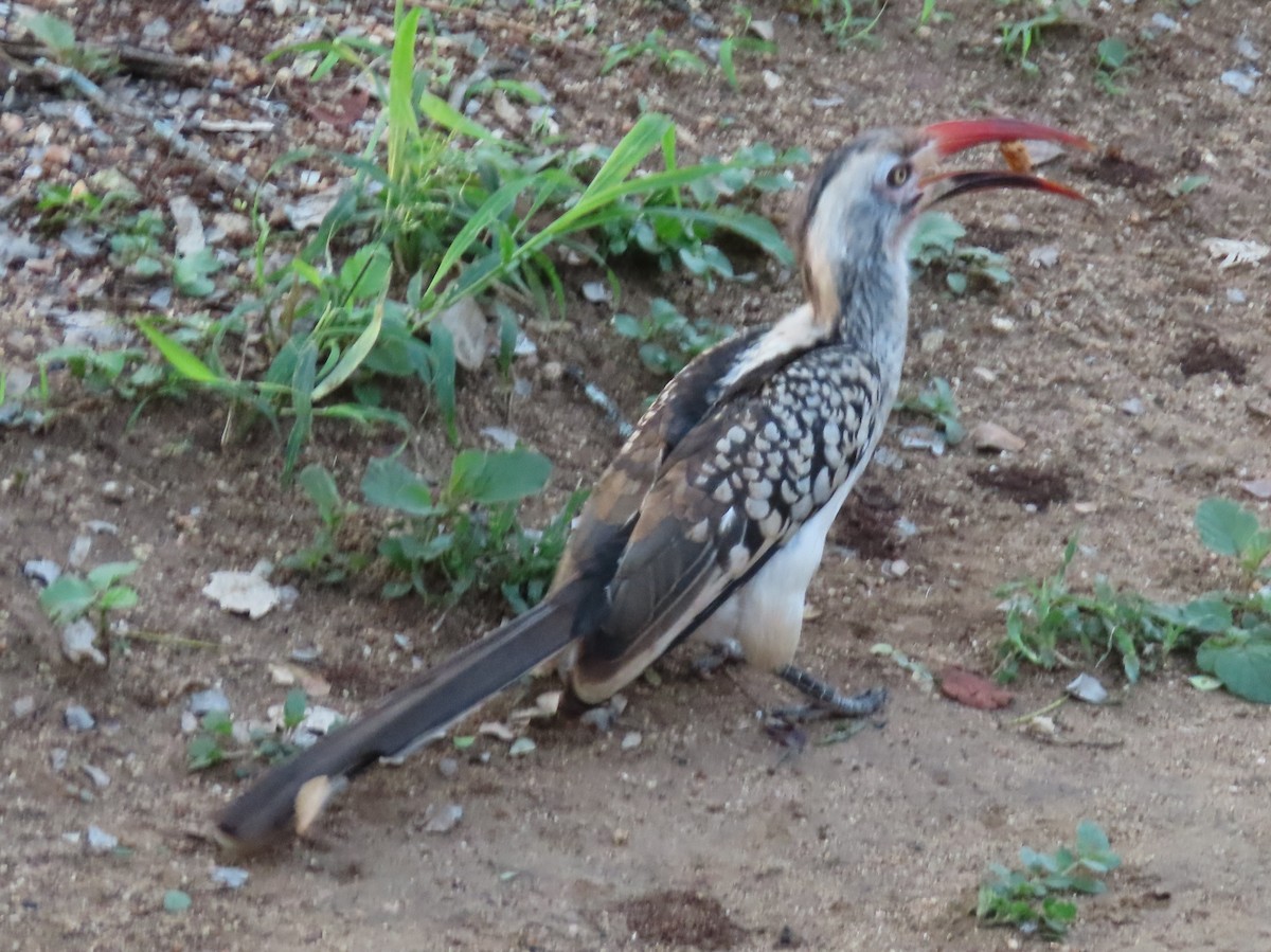 Southern Red-billed Hornbill - Barbara Mansell