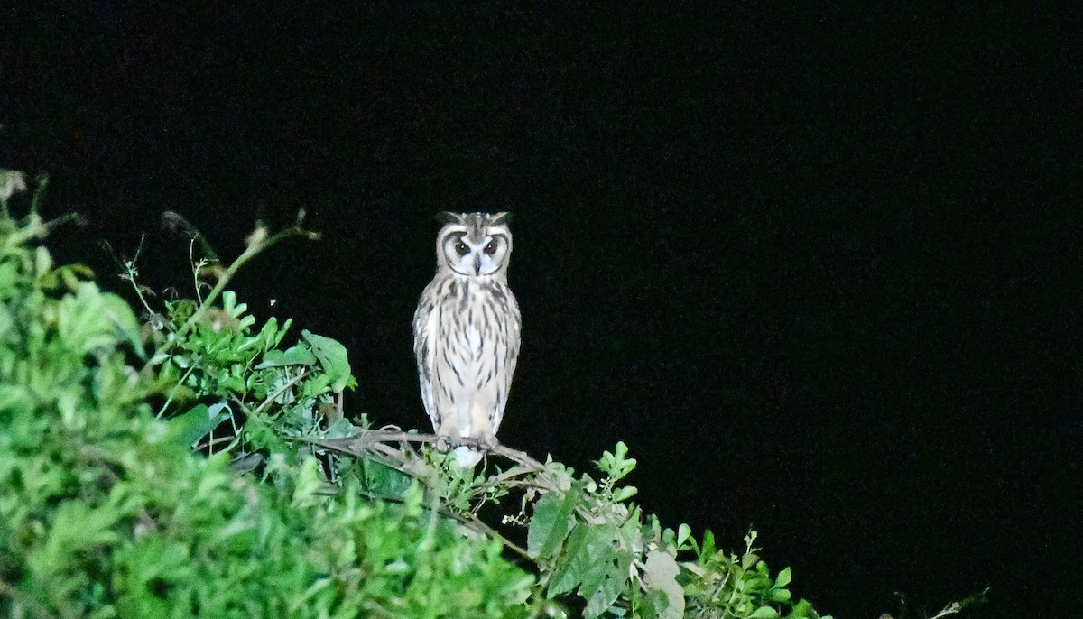 Striped Owl - ML509680141